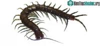 Ảnh Nhật Bản vừa mới phát hiện ra loài rết khổng lồ mới sau hơn 1 thế kỷ