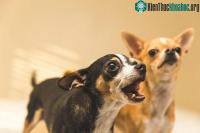 Ảnh Tiếng chó sủa có ý nghĩa như thế nào?