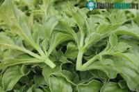 Ảnh Rau bông tuyết là rau gì mà được nhiều người săn lùng?