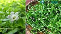 Ảnh Hợp chất ở trong rau sam trắng trị được bệnh suy giảm trí nhớ