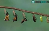 Ảnh Nhộng côn trùng biến hình với đôi cánh để bay như thế nào?
