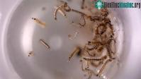 Ảnh Mỹ thả muỗi biến đổi gene nhằm mục đích gì?