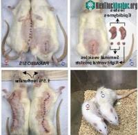 Ảnh Thí nghiệm "làm chuột đực có thai" ở Trung Quốc gây phẫn nộ