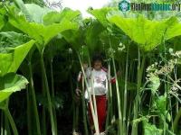 Ảnh Hòn đảo kì lạ có những loại cây khổng lồ tại Nga