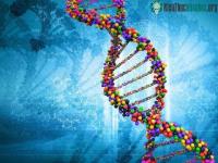 Ảnh Khám phá mới: Tế bào của người có thể tự điều chỉnh được chuỗi RNA thành DNA
