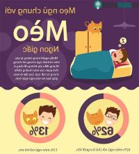 Ảnh Hướng dẫn mẹo ngủ chung với mèo để được ngon giấc