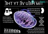 Ảnh Nghiên cứu ty thể - "nhà máy phát điện" siêu xịn sò của cơ thể