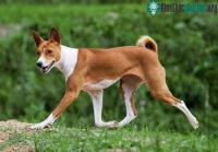 Ảnh Loài chó không bao giờ sủa và rất khó đào tạo nhất nhì thế giới