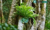 Ảnh Loài cây kỳ lạ phân chia lao động giống tổ ong