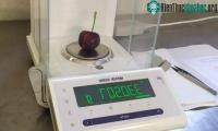 Ảnh Nông dân Italia thu hoạch được loại quả cherry lớn nhất thế giới