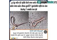 Ảnh Sự thật loài rắn cắn 1 phát phải đi tìm quả chuối chín để ăn vì sau chỉ được... cúng chuối xanh!