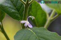 Ảnh Cây sắp tuyệt chủng bất ngờ nở hoa