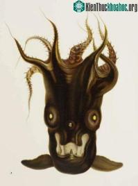Ảnh Bạn biết gì về Vampyroteuthis infernalis: Loài "ma cà rồng" phía dưới đáy biển sâu?