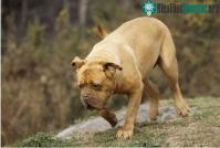 Ảnh Top 9 loài chó có tuổi thọ thấp nhất thế giới: Không nên nuôi vì bạn sẽ buồn khi chúng rời xa!