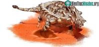 Ảnh Giáp long đuôi chùy - Ankylosaurid có thể là một loài thích thú đào bới