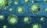 Ảnh Loại virus corona đột biến mới có thể lây chó sang người