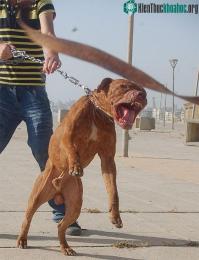 Ảnh Hàm răng chó Pitbull khỏe cỡ nào mà cắn chết được người "như bỡn"?