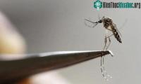 Ảnh Triệt sản muỗi bằng cách chỉnh sửa gene