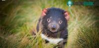 Ảnh Quỷ Tasmania đã xuất hiện trở lại lục địa Australia sau 3.000 năm