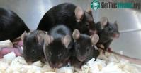 Ảnh Chuột chào đời từ tinh trùng đông lạnh trên trạm Vũ trụ quốc tế