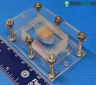Ảnh Phát triển thành công in 3D mô gan người  có thể sống 1 tháng trong phòng thí nghiệm