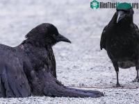 Ảnh Khám phá hành vi "tắm kiến" kỳ quặc của loài quạ