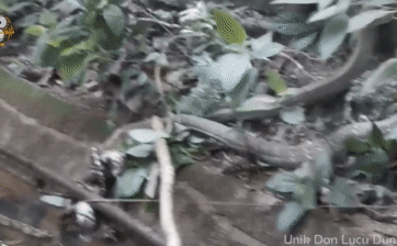 Ảnh Video: Trăn vua siết chặt cổ hổ mang chúa bên hào nước - kết cục trận chiến thế nào?