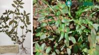 Ảnh Chiết xuất thành công hợp chất quý chống ung thư từ cỏ sữa