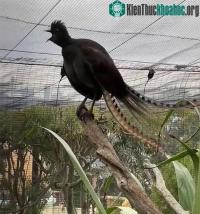 Ảnh Chim học lỏm được tiếng trẻ con, gào khóc inh ỏi vườn thú