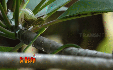 Ảnh Video: Chủ quan xem thường đối thủ bé nhỏ, rắn roi phải trả giá bằng chính mạng sống của mình