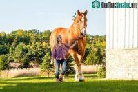 Ảnh Chú ngựa cao nhất thế giới đã chết ở tuổi 20