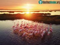 Ảnh Hơn một nghìn con hồng hạc chết thảm do hạn hán kéo dài ở Thổ Nhĩ Kỳ