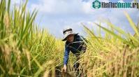 Ảnh Trung Quốc vừa thu hoạch vụ "lúa vũ trụ" đầu tiên