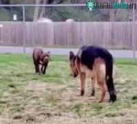 Ảnh Video: Chó Becgie gây chiến với Pitbull và cái kết đắng