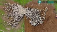 Ảnh Video: Cận cảnh khoảnh khắc ngoạn mục về đàn cừu nghìn con di chuyển trên cánh đồng