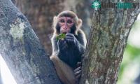Ảnh Trung Quốc ghi nhận trường hợp tử vong đầu tiên do virus Monkey B