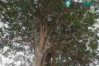 Ảnh Giải mã "cơn sốt" Mộc Hương - loài cây đắt đỏ ngang với lan đột biến
