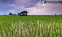 Ảnh Cây trồng đã biến đổi gene tăng trưởng nhanh hơn 50%