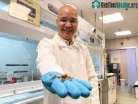 Ảnh Singapore nghiên cứu dùng vỏ me làm vật liệu lưu trữ năng lượng