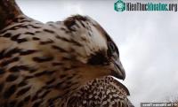 Ảnh Video: Giật mình với cảnh chim ưng tấn công máy bay không người lái ở độ cao 700m