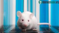 Ảnh Những con chuột sơ sinh có thể "mơ" về việc di chuyển trong thế giới thực trước khi chúng mở mắt