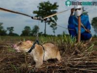 Ảnh Quốc gia còn 5 triệu quả mìn cần 150 năm mới dọn sạch nhưng lại được giúp sức bởi một loài vật