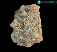 Ảnh Xem Google Earth, cặp vợ chồng tình cờ phát hiện hàng trăm sinh vật kỳ quái từ kỷ Jura