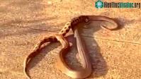 Ảnh Video: Hổ mang tấn công, tiêm đầy nọc vào người rắn hổ bướm cực độc, kẻ nào chết trước?