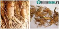 Ảnh Sâm Ngọc Linh và sâm Hàn Quố "kẻ tám lạng, người nửa cân"