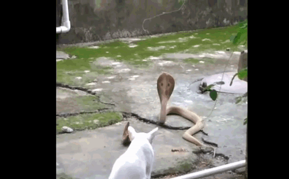 Ảnh Video: Mèo tung chiêu độc tóm gọn rắn hổ mang sau 1 giờ đối đầu