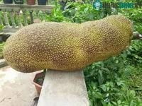 Ảnh Giống mít ngoại lai khổng lồ "hiếm có khó tìm", quả dài cả mét như đột biến
