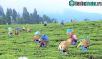 Ảnh Lịch sử ít người biết về trà - Đồ uống phổ biến thứ hai thế giới chỉ sau nước