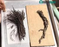 Ảnh Phát hiện 4 bó hoa cổ xưa nằm dưới kim tự tháp 2.000 năm