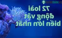 Ảnh Top 72 loài động vật biển lớn nhất trên thế giới